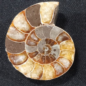 ammonite fossils for sale