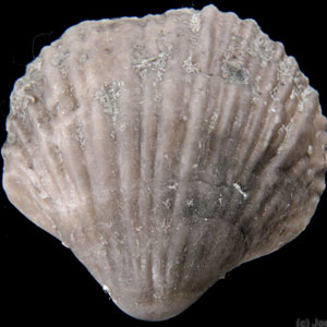 Brachiopod fossils for sale