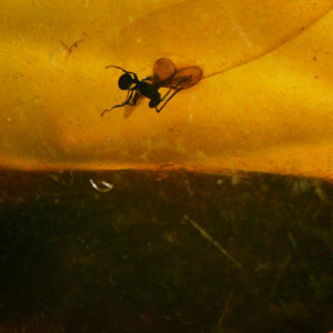 dominican amber with insect fossils for sale