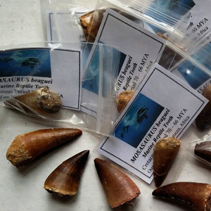 bulk fossils and mosasaurus teeth for sale