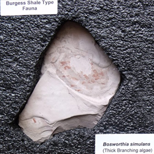 burgess shale type fossils