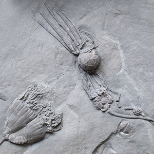 premium crinoid and cystoid fossils for sale
