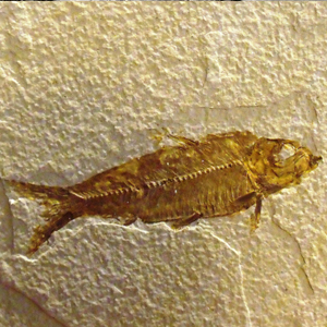 fossil fish, green river fossils for sale