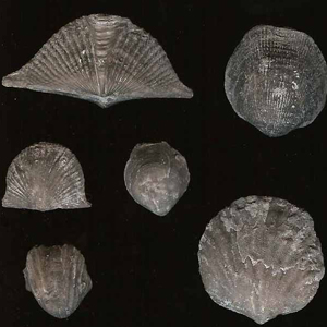 fossil brachiopods, gastropods for sale