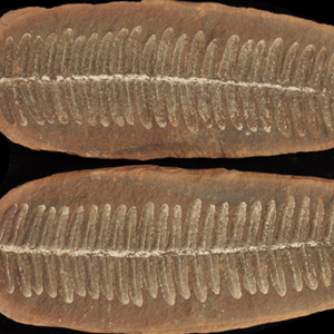 mazon creek fossil nodules for sale