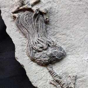 premium quality fossils for sale