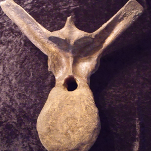 vertebrate and dinosaur fossil teeth for sale