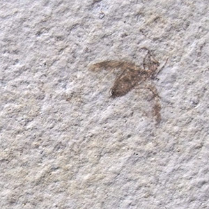 Eocene March Fly fossil