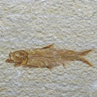 Knightia Fossil Fish