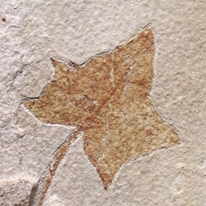fossil of leaf