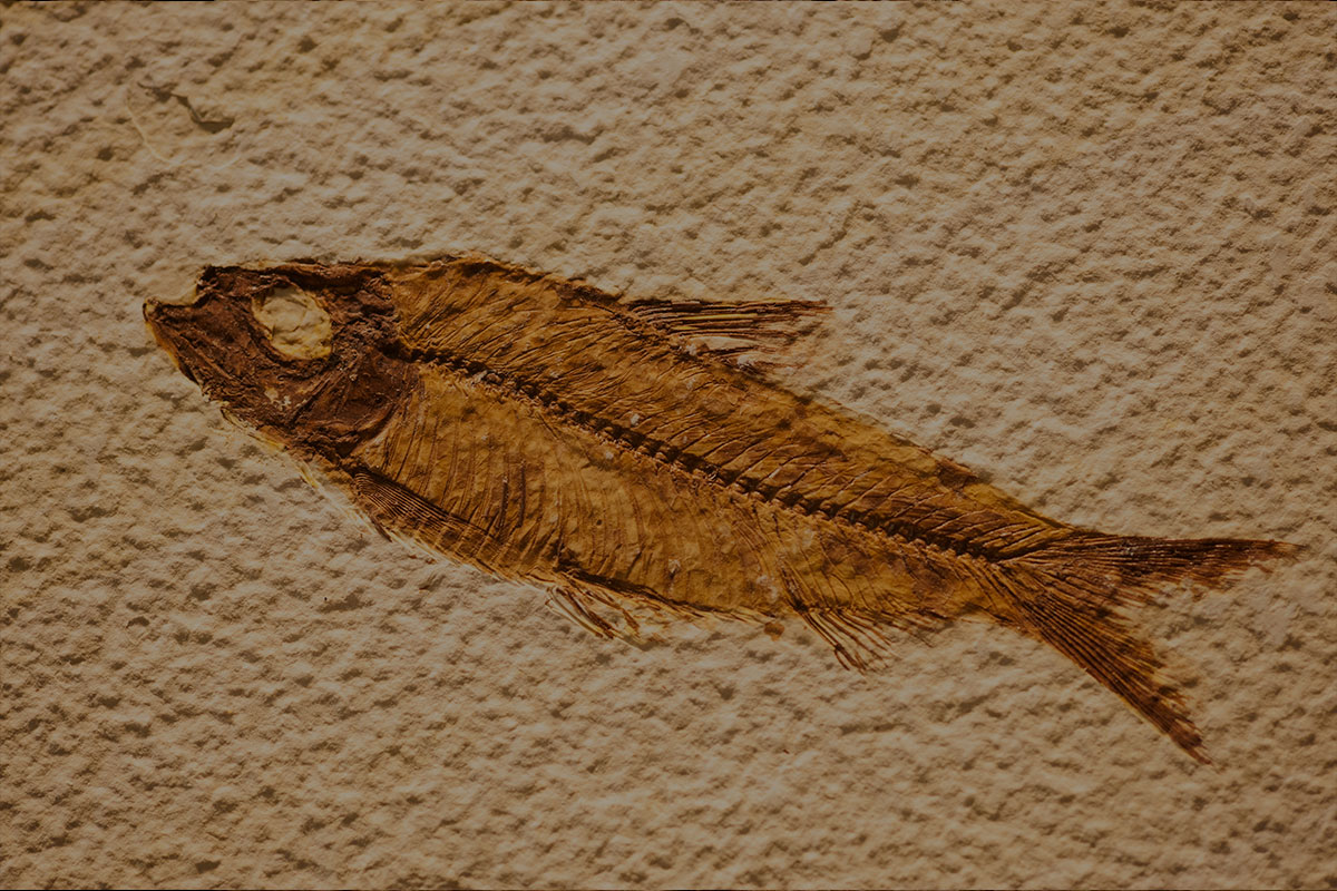 fish fossil