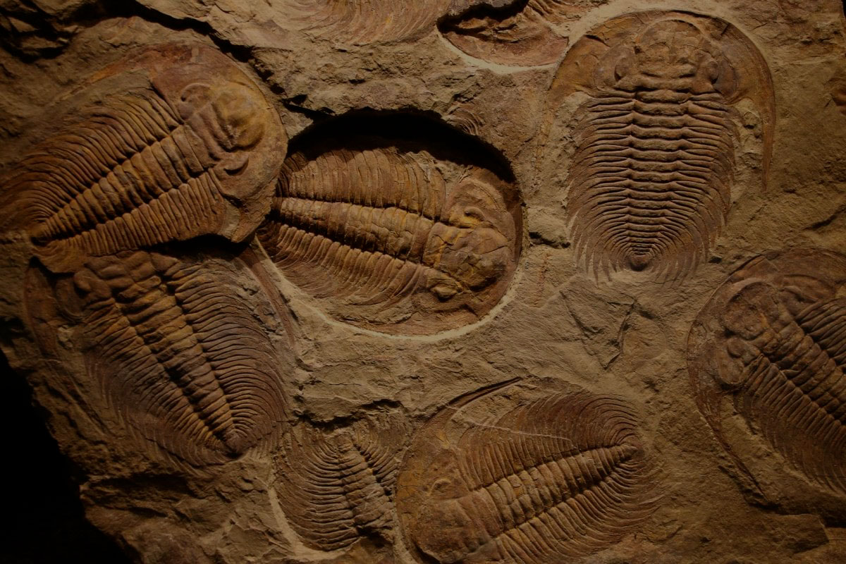 slab of rock with trilobite fossils