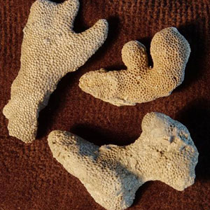 invertebrate fossils for sale