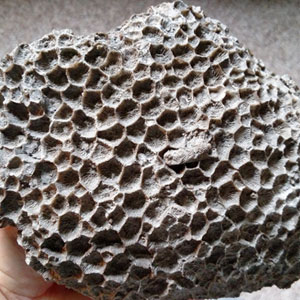 coral fossils for sale