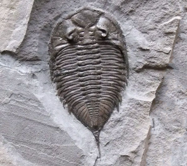 california pea crab fossil for sale