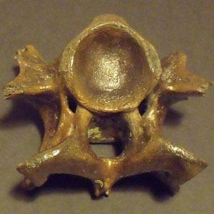 mammal fossil bones and teeth for sale