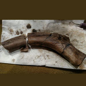 dinosaur fossils for sale