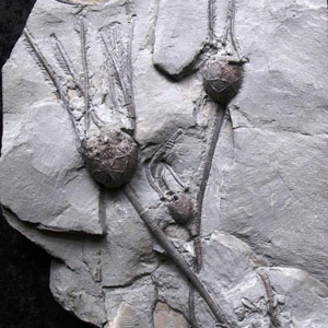 Echinoderm fossils for sale