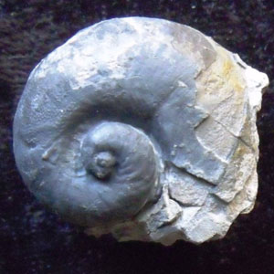 gastropod fossils for sale