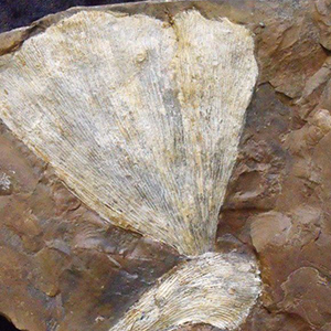 fossil ginkgo leaf fossils