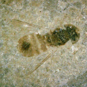 insect fossils for sale