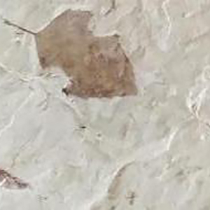 fossil plants, fauna for sale