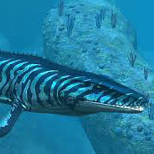 marine vertebrate fossils for sale