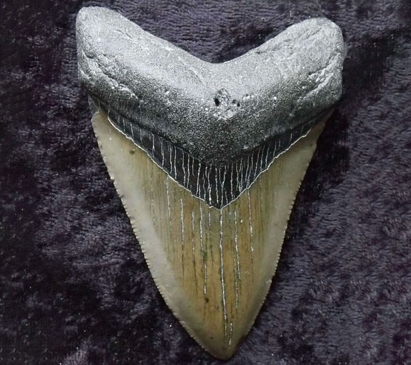 california pea crab fossil for sale