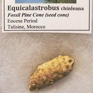 fossil pine cones, eocene period, for sale