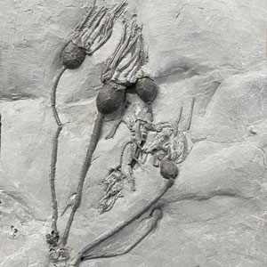 rochester new york fossils for sale