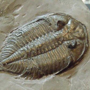 Museum Quality Trilobite Fossils For sale