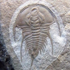 Olenellus trilobite fossils for sale