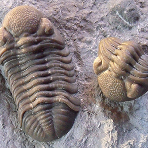 New Yokd trilobite fossils for sale