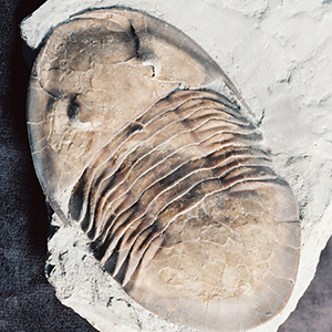 isotelus trilobite fossils for sale