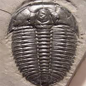 elrathia trilobite fossils for sale